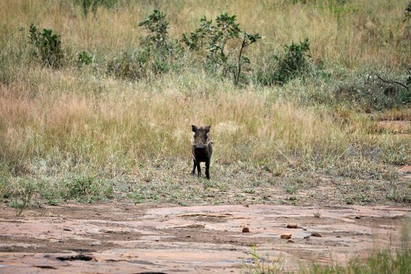 An artiodactyl mammal from the genus of wild boars of the pig family. Is the ancestor of the domestic pig