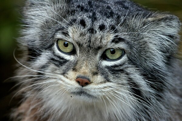 Beautiful portrait of a wild cat