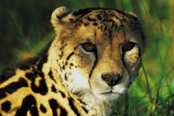 Prédateur guépard caché dans l herbe