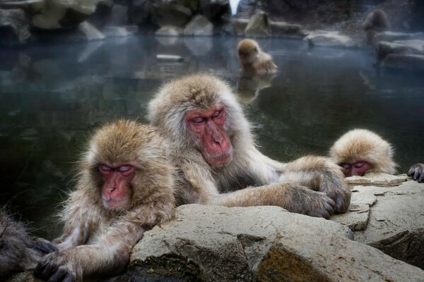 A family of wild monkeys is resting