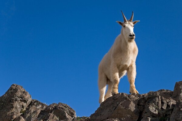 Animal con cuernos en la cima de la montaña