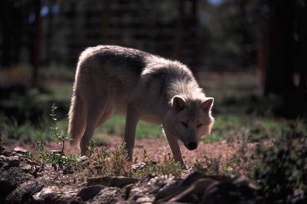 Grauer Wolf hat die Spur der Beute gespürt