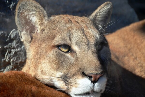 The lioness has the look of a killer in the zoo