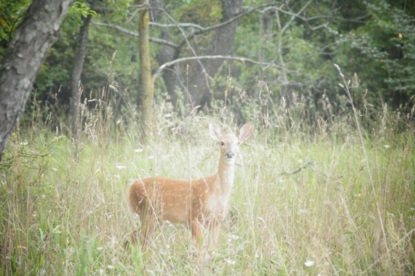 A deer stands in the tall grass in a clearing