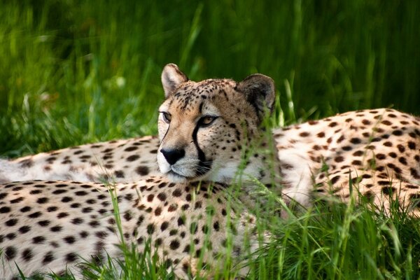 Guépard se trouve dans l herbe verte