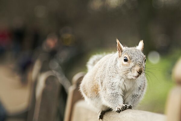 A squirrel in the park is waiting for treats