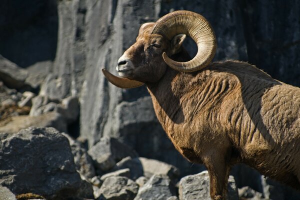 Mountain sheep with huge horns