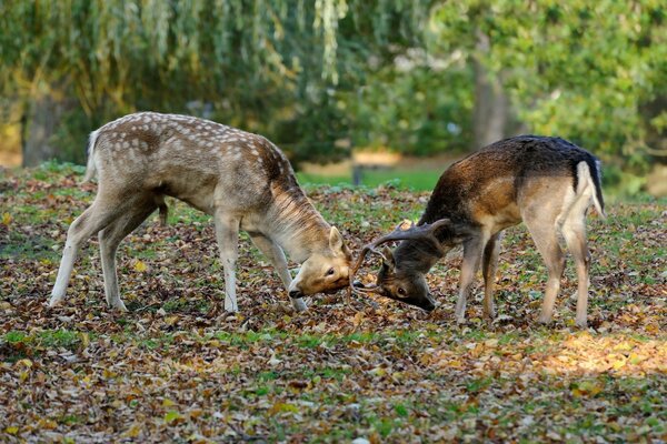 Deux jeunes cerfs face à des bois