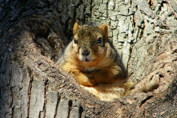 A forest squirrel in its nest