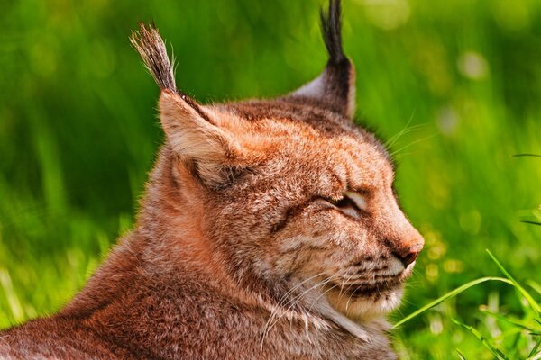 Lynx se repose dans l herbe verte juteuse