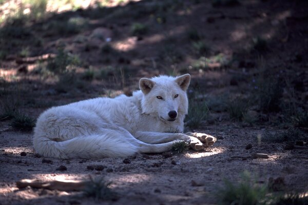 Un chien blanc dur ressemble à un loup