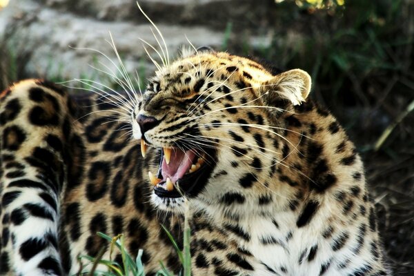 Ein Leopard in der Natur. Wilde Tiere