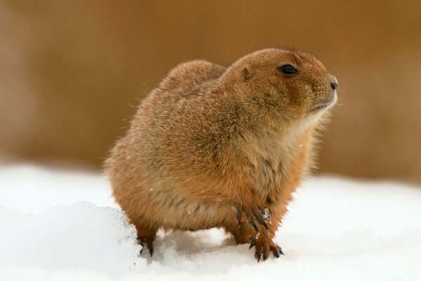 Das flauschige Tier steht im Schnee