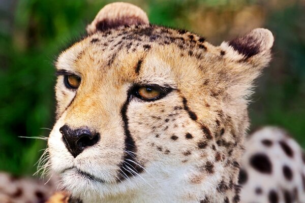 El animal leopardo es un mamífero depredador incluido en el libro rojo de la Federación rusa y otros países