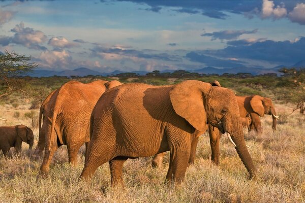 Elephants graze in the pasture