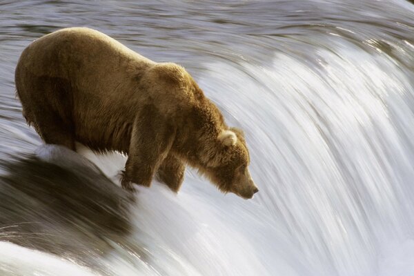 Eisbär im Wasser