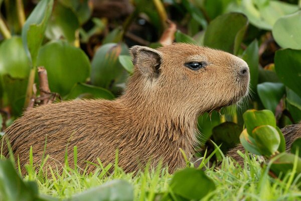 A wild animal in the green grass