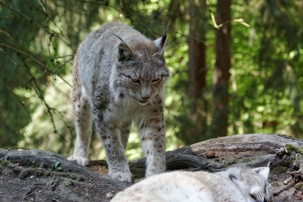 Lynxes on a walk in the woods