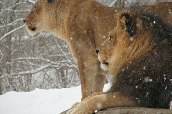 León y Leona en invierno en la naturaleza