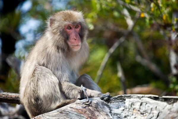 Bonito bonito pequeno macaco