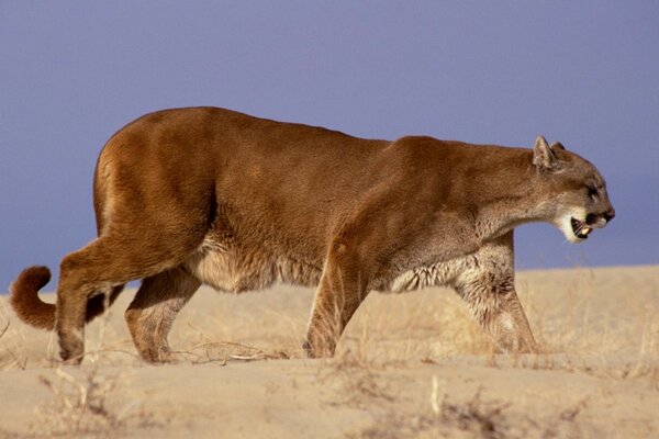 Pregnant lioness of the wild