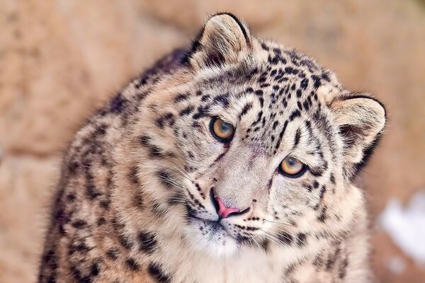 Süß aussehender Leopard vom Bildschirm