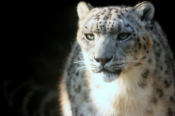 Jaguar blanco mirando a la cámara