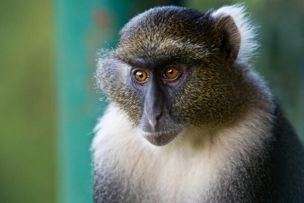 Photo of a fluffy monkey with brown eyes