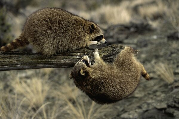 Animaux sauvages sur une branche