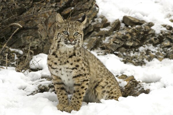 Ein Schneeleopard sitzt im Schnee