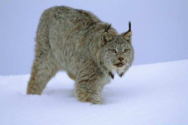 Cat manul in the forest in winter