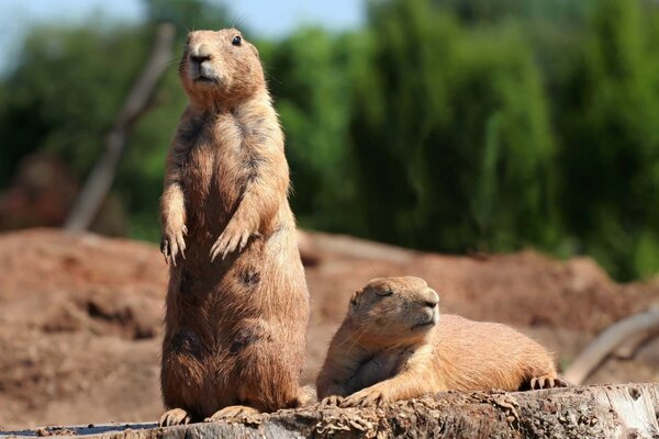 Deux gophers regardent sur les côtés