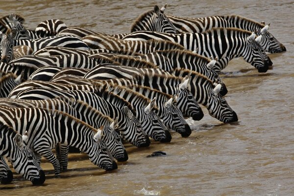 A lot of zebras came to drink