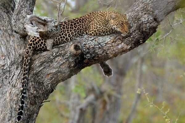 Un guepardo duerme en una bifurcación de un árbol