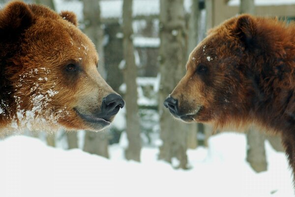 Two bears met in winter