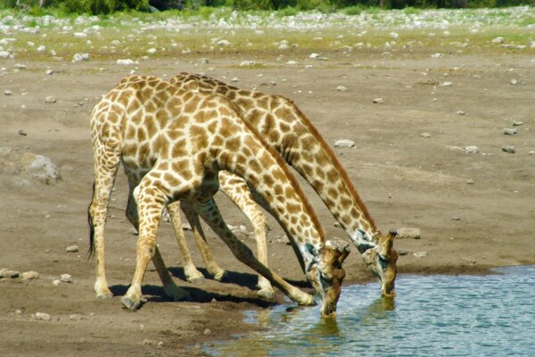 Los animales salvajes son especies que viven en un hábitat donde la intervención humana es mínima