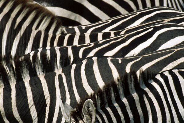 Mandria di zebre in piedi fianco a fianco