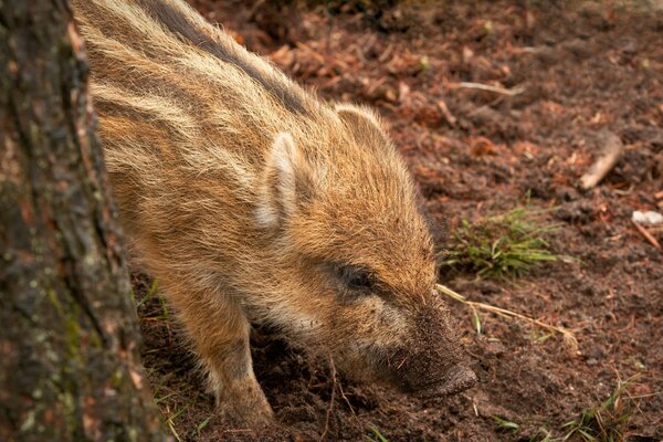 Los animales son el principal objeto de estudio de la zoología