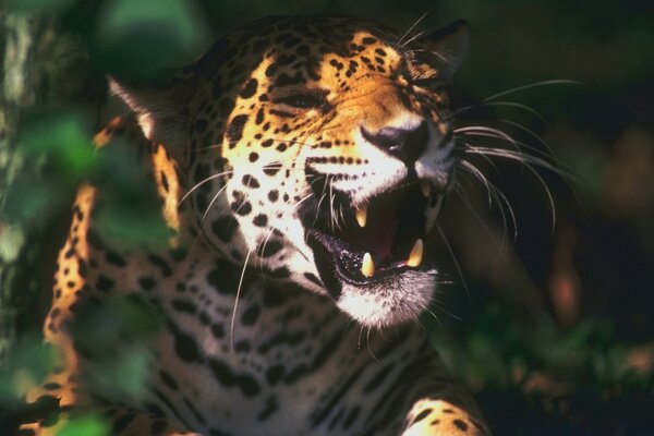 Tigre mostra suas presas