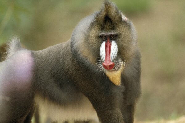 Singe mâle dans la nature