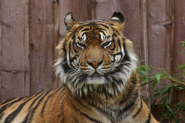 Ein ruhiger Tiger. Wilde Katzen