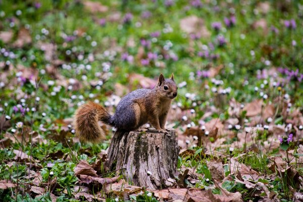 Buntes Eichhörnchen sitzt auf einem Baumstumpf