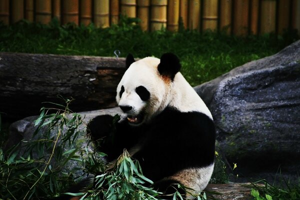 Panda eats bamboo outdoors