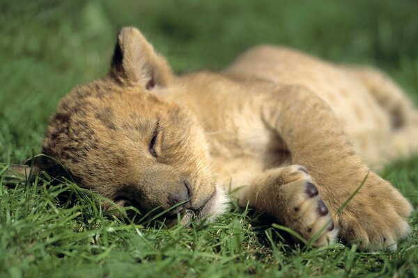 A sleeping lion cub is lying on the grass