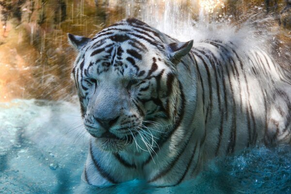 Tigre blanco en el zoológico