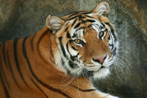 A beautiful kind tiger in a good mood