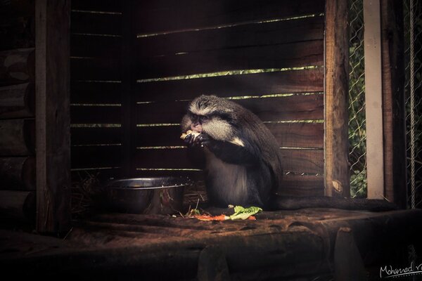 Singe se nourrit en captivité dans un bol