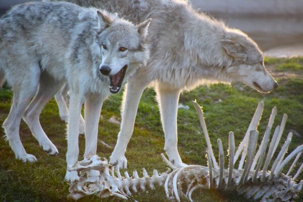 Due lupi in piedi vicino allo scheletro dell animale