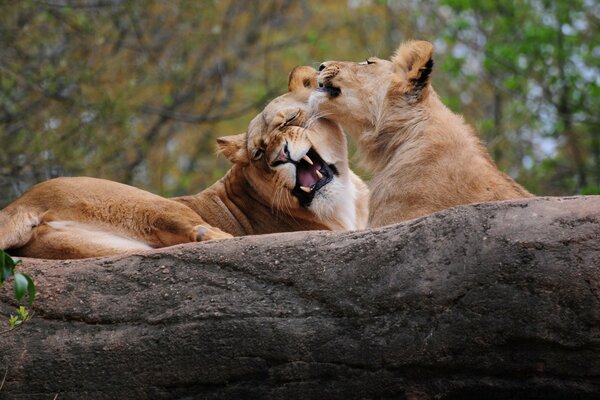 Leones amorosos en la naturaleza