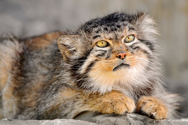 Animale insolito della fauna selvatica